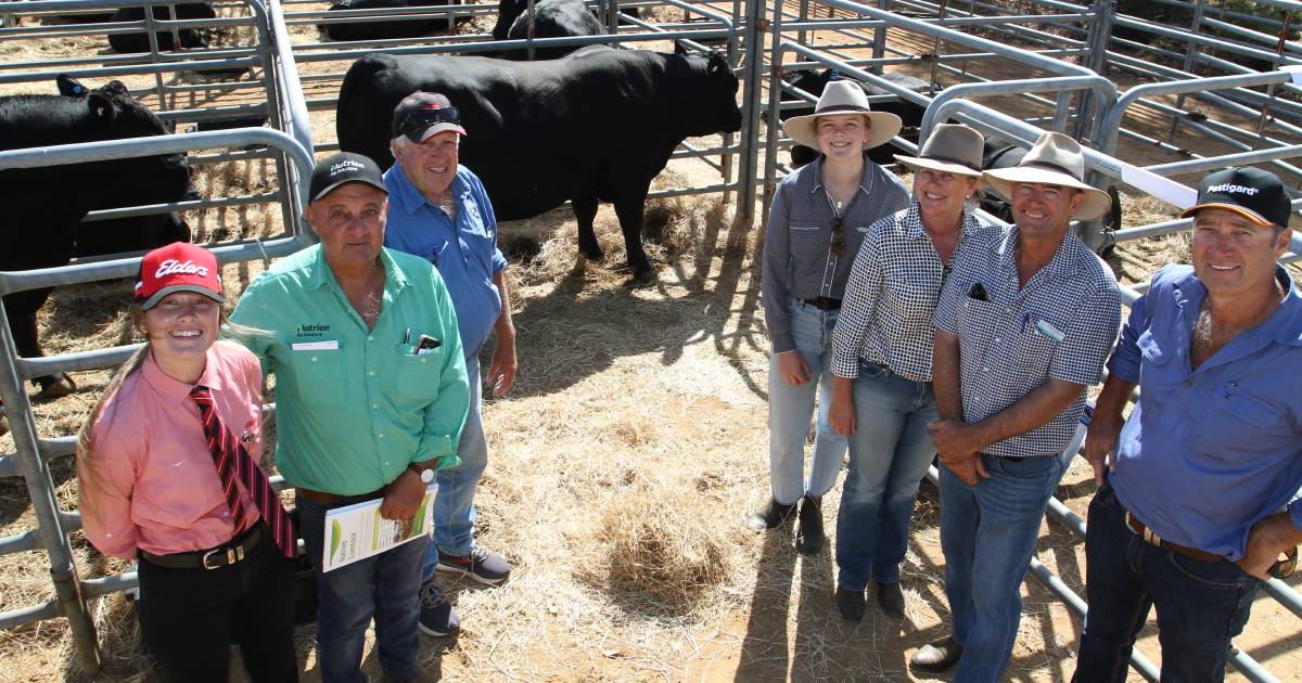 Kapari Angus bull tops $34,000 at Gingin | Farm Weekly