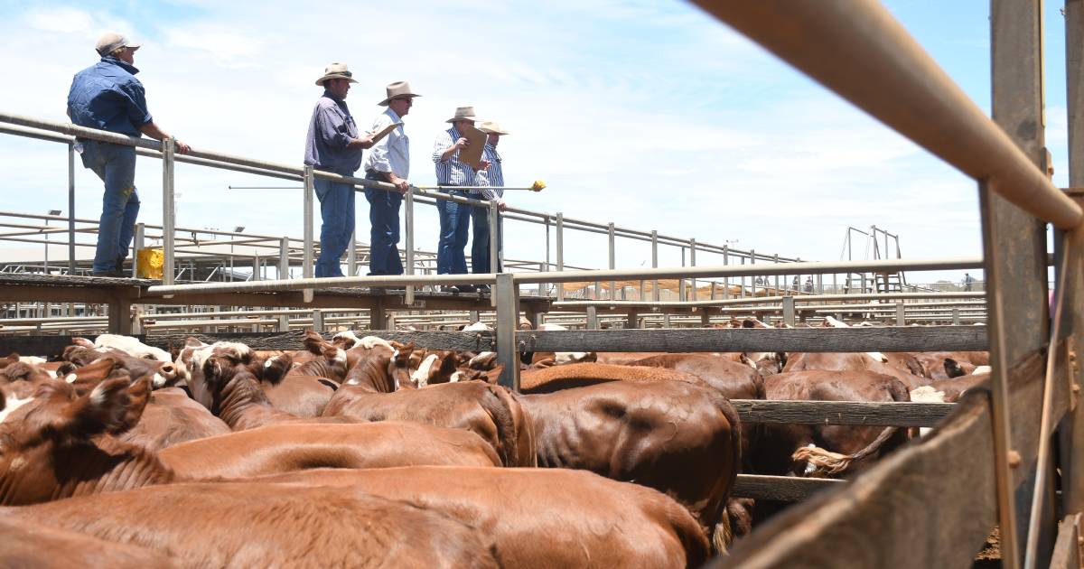 Steers top at 504c at Roma