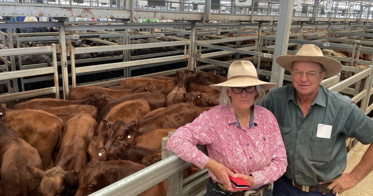 Tamworth weaner steers to $1570 | The Land