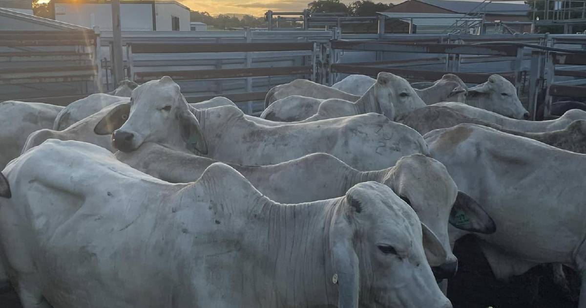 Sarina cattle sale topped at $1480 by Brahman steers | North Queensland Register