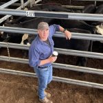 Top crop of weaner calves at Glen Innes pulls the bids with prices firm to slightly dearer | The Land