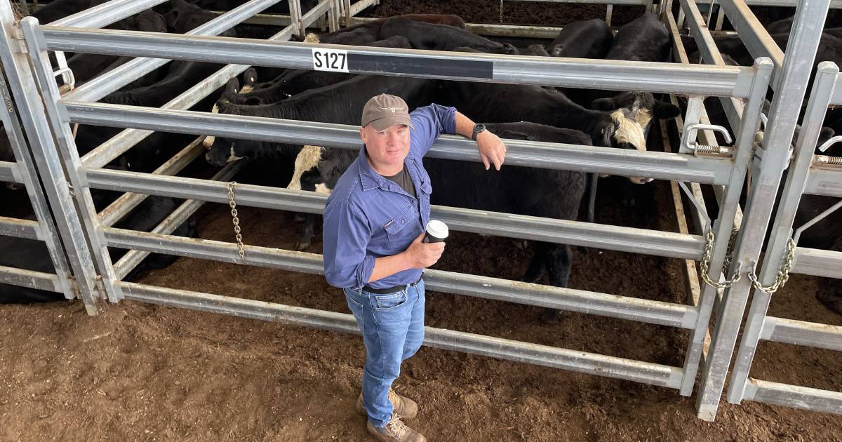 Weaner cattle sales fully firm at Inverell