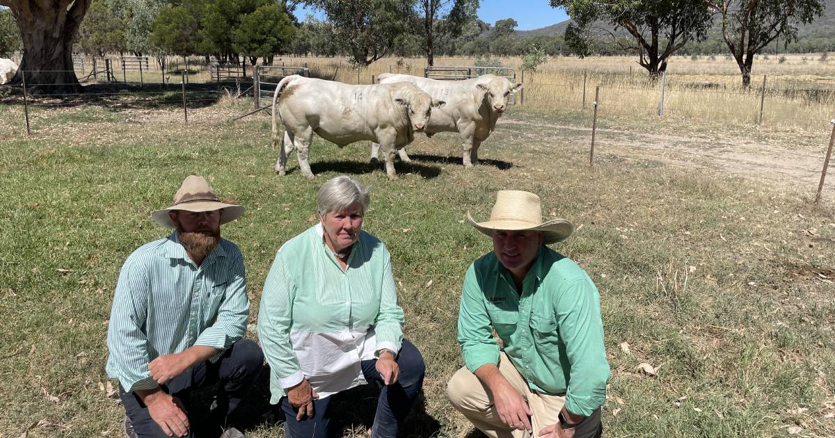 Kenmere Charolais sold to $13,000