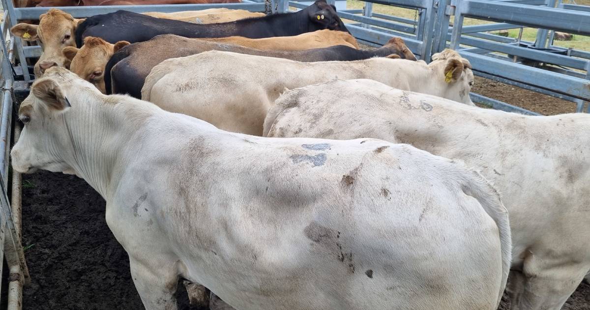 Charolais cross steers hit $1530 at Beaudesert | Queensland Country Life