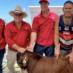 Silverdale cattle sale feeder prices remain firm | Queensland Country Life