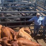 Northern dual-purpose peanut trial delivers promising results for future industry expansion | Queensland Country Life