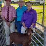 Carcoar heifer prices outpace the steers