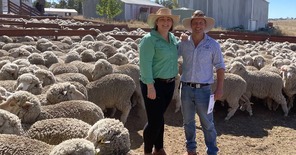 Bogo-blood flock win in Merino ewe competition