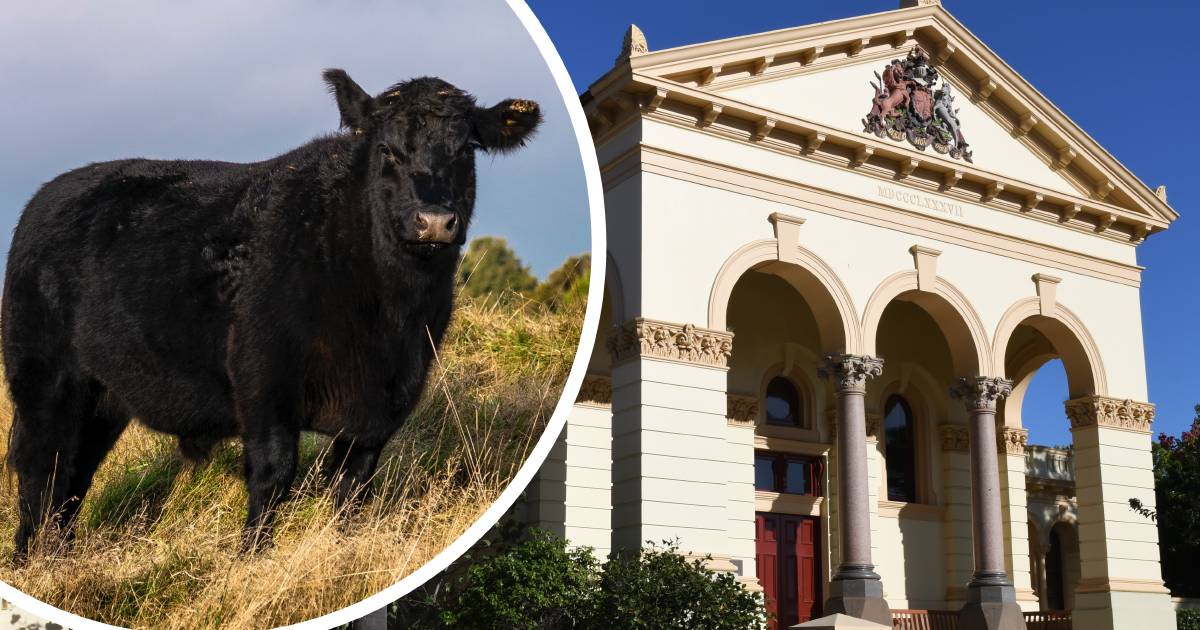 Brian Coggan convicted in Dubbo Local Court for stealing Angus steers and heifers | The Land