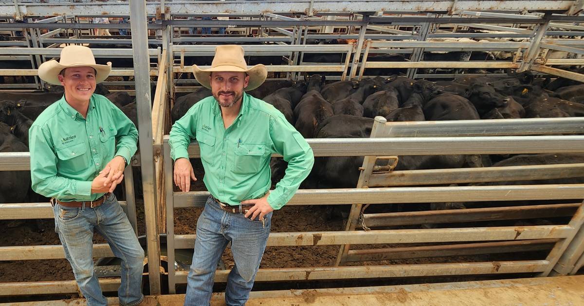 Cheaper steers at Tamworth with $1510 top