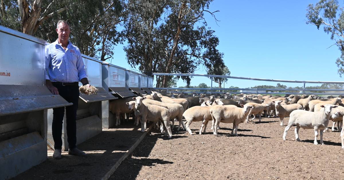 Feed efficiency is the key driver for a successful feedlot | The Land