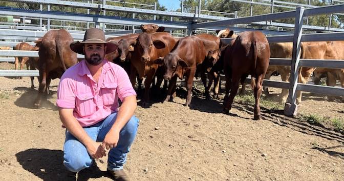 Santa Gertrudis cows with calves reach $1850 a unit at Monto