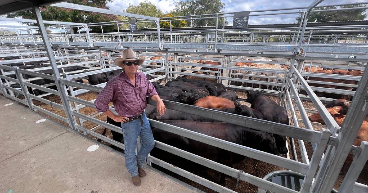 Gracemere fires, Brahman steers make $1438/hd