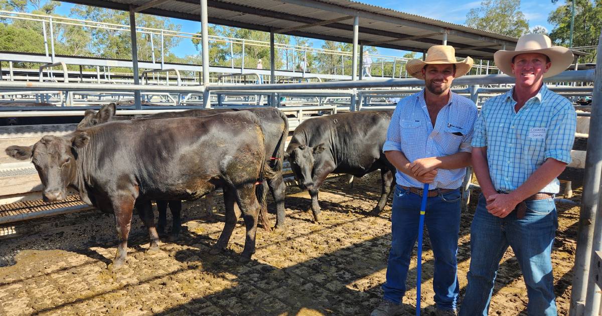 Maitland heifers sell to $4400 at special sale