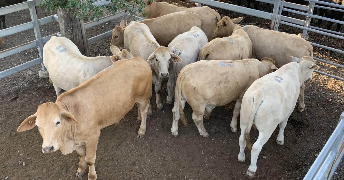 Charbray weaner steers sell for $1380/hd at Toogoolawah | Queensland Country Life