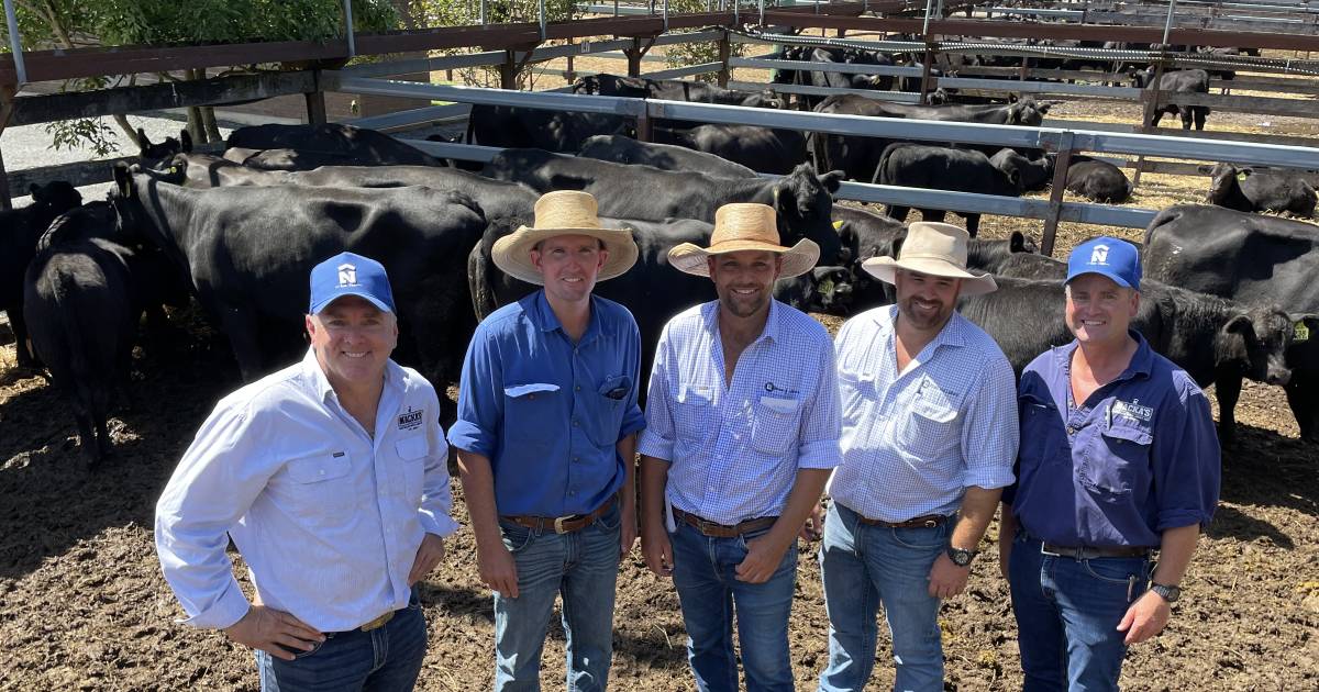 Gloucester Angus Verified female sale sets a record for 2023 selling season | The Land