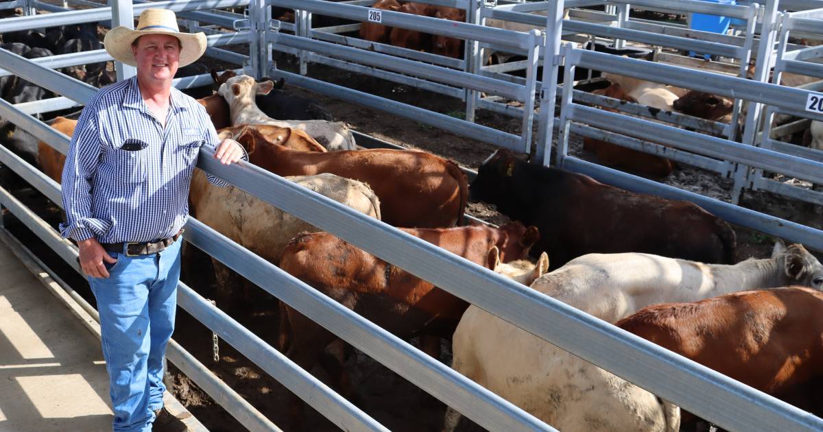 Biggenden weaner steers to 486c