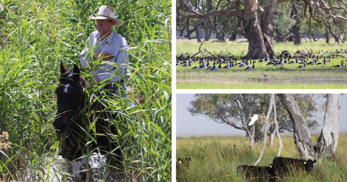 Concerned marsh farmers rally after major bird breeding events decrease