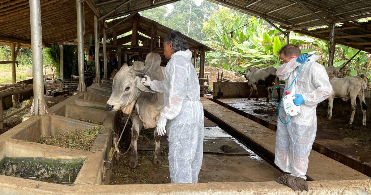 Cattle producers told to plan new markets as LSD threat looms