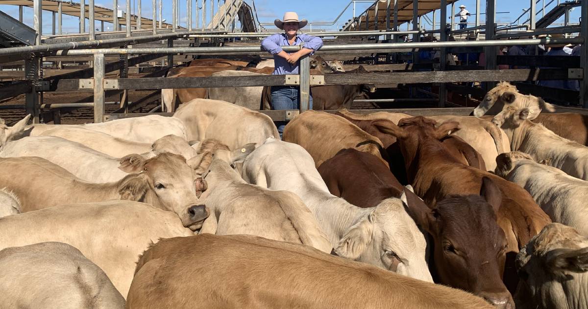 Weaner steers reach 538c at Roma