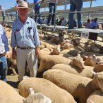 Charleville’s Tim Sheehan fears mulga being killed with kindness | Queensland Country Life