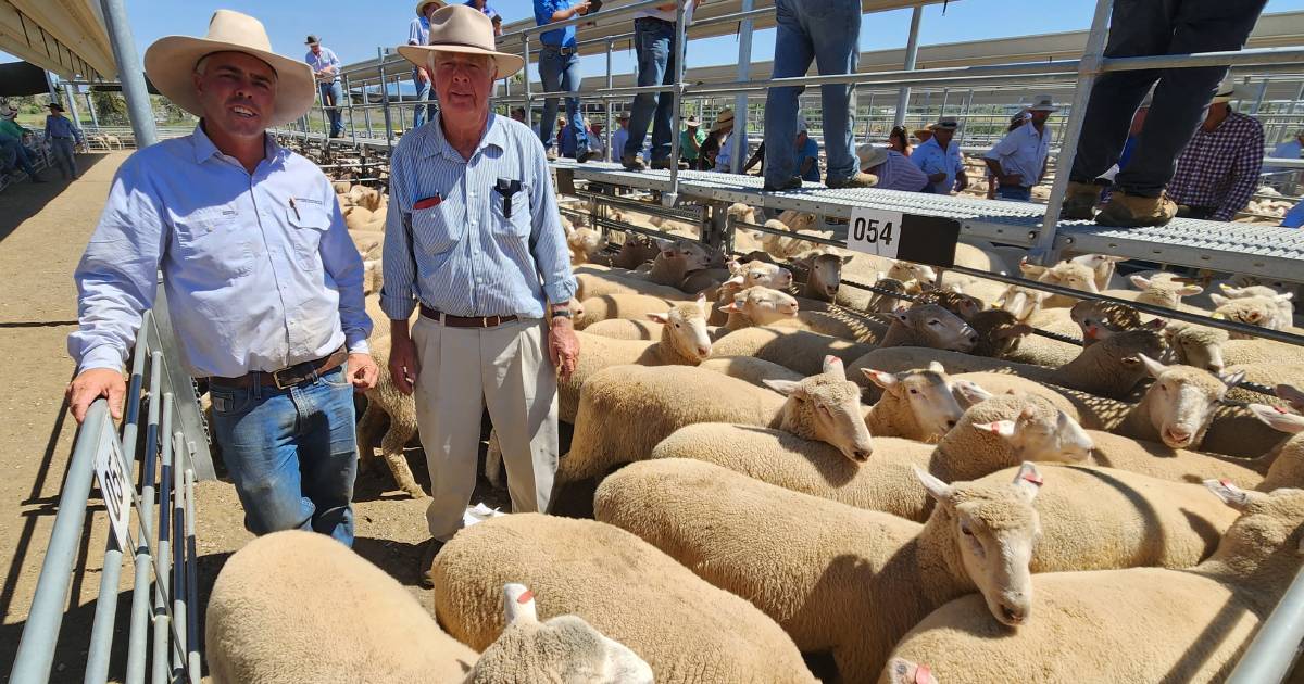 Lamb price gap spreads