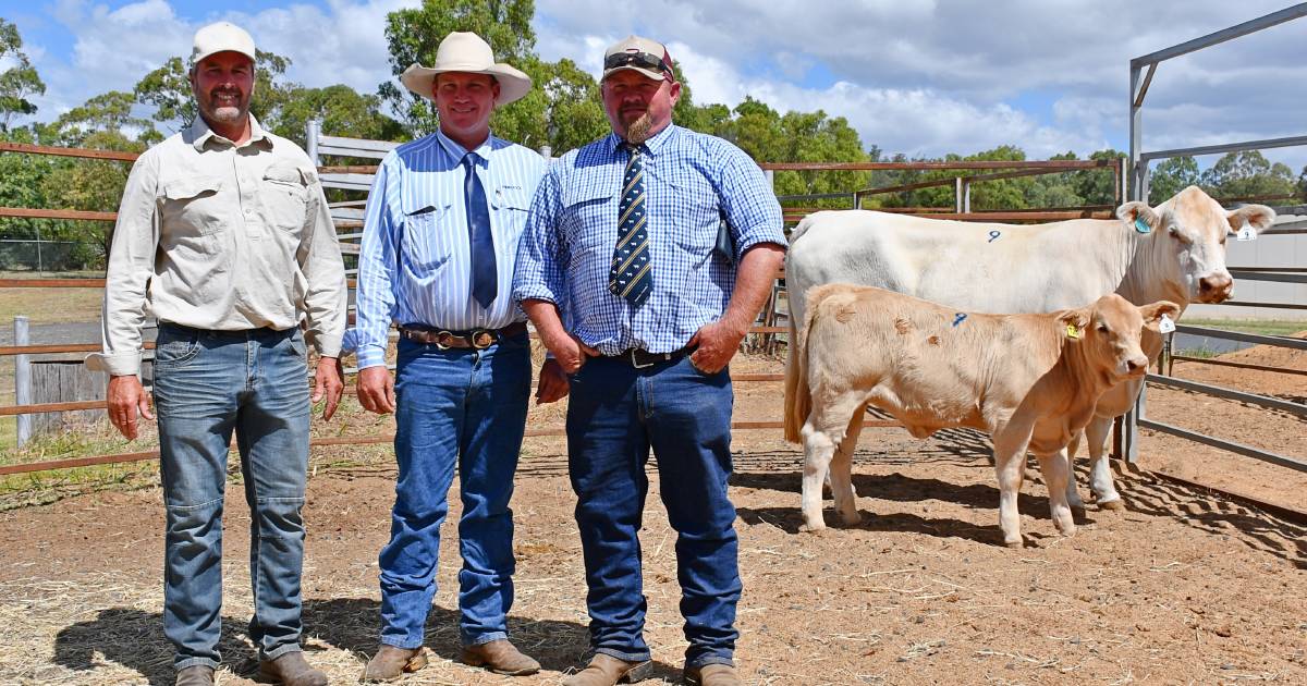 Taylor Charolais tops Charnelle sale with cow and calf bound for SA | Queensland Country Life