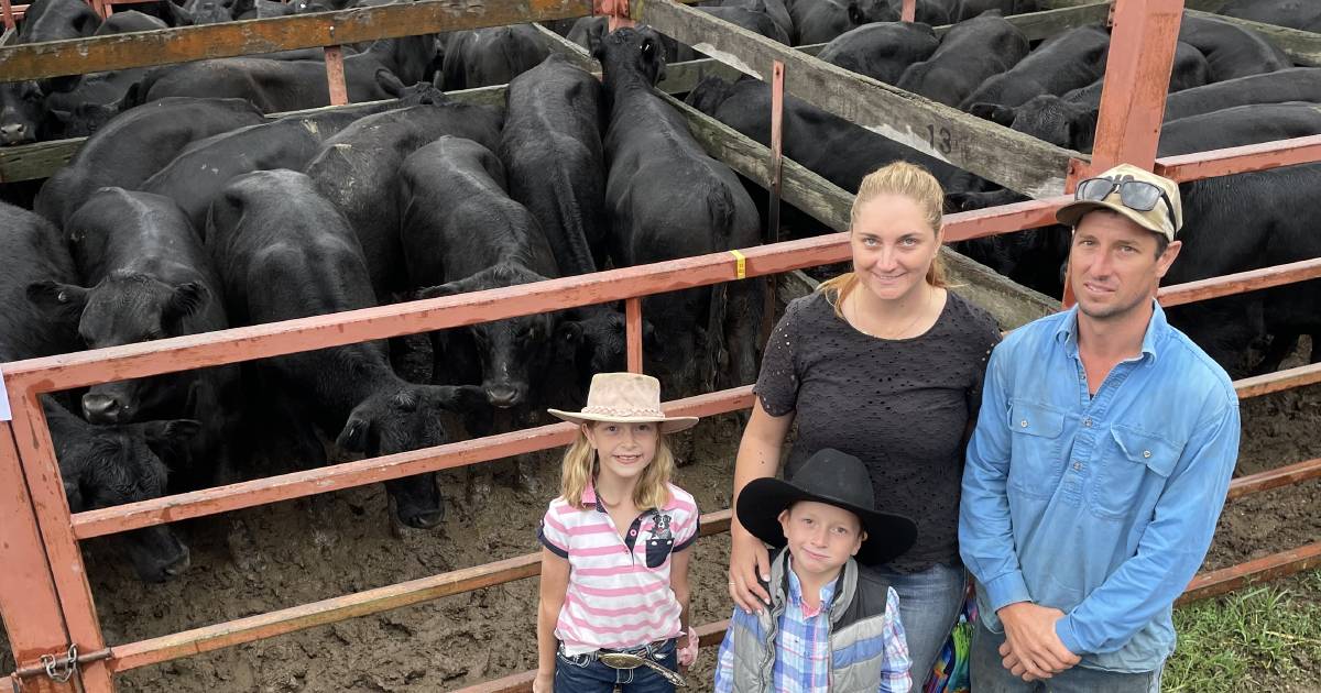 Firm market at Stanthorpe as seasonal weaner sales start