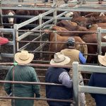 Lindesay View Limousins win grand champion led steer ribbon at 2023 Royal Toowoomba Show | Photos | Queensland Country Life