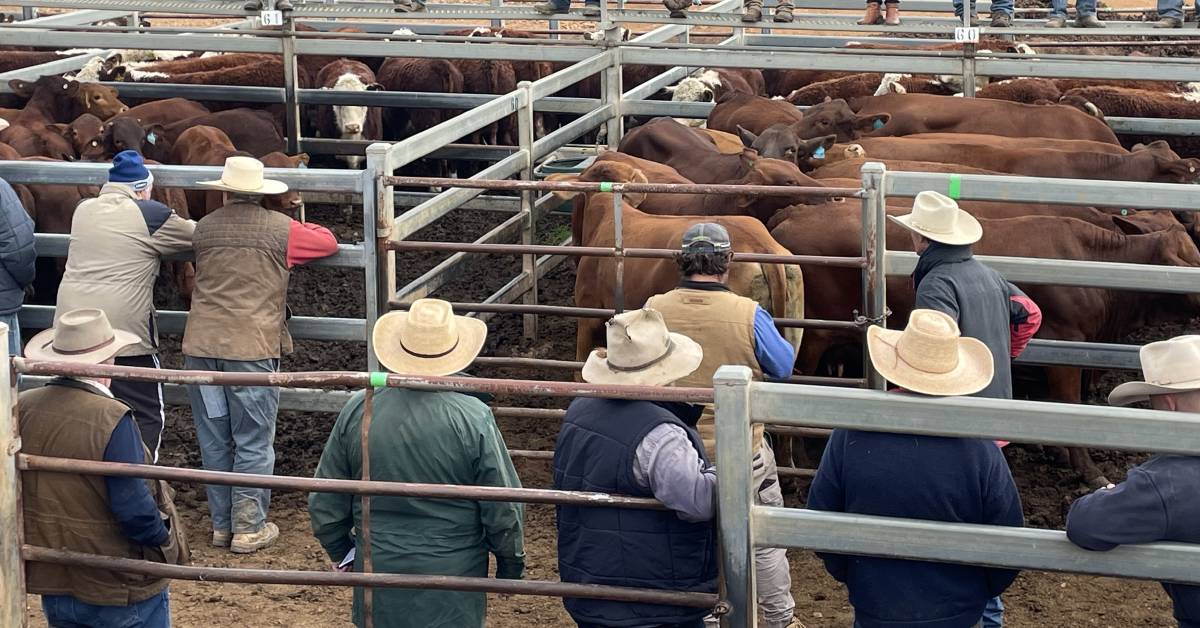 Rain helps firm up cattle market at Dunedoo