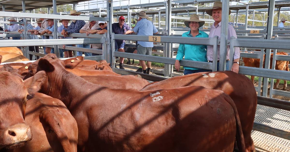 Santa steers 20 months sell to $1500 at Beaudesert | Queensland Country Life