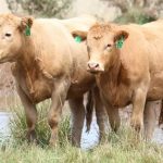 Cricketer escapes flooded cattle station to debut at national championships