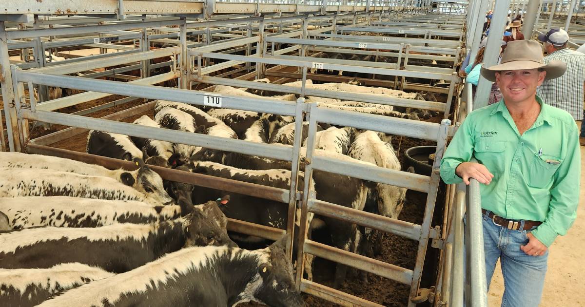 Rain renews store cattle market at Tamworth