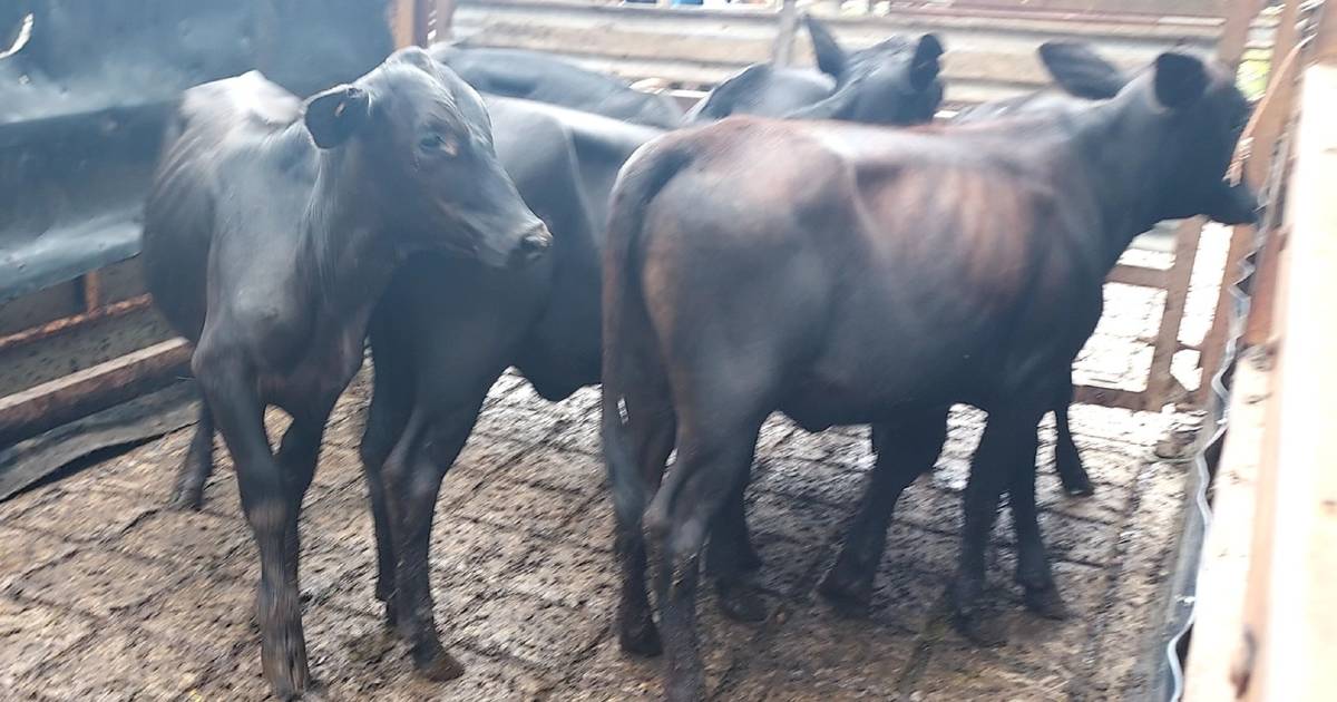 Yearling steers reach 438c, average 394c at Mareeba | North Queensland Register