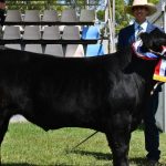 Rain helps firm up cattle market at Dunedoo