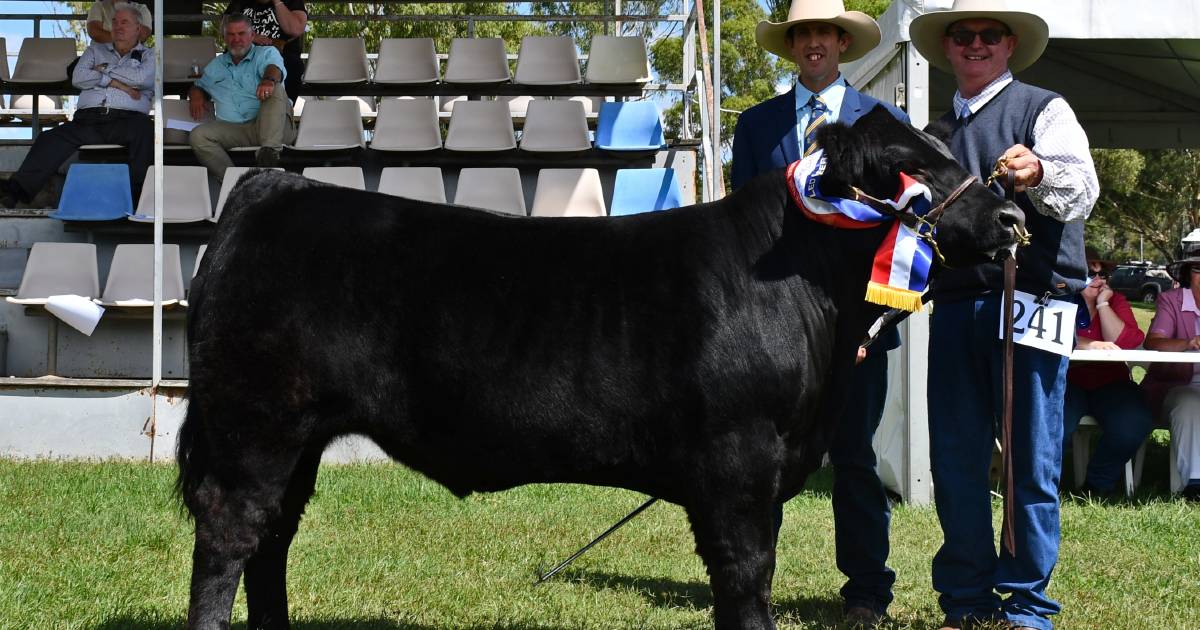 Lindesay View Limousins win grand champion led steer ribbon at 2023 Royal Toowoomba Show | Photos | Queensland Country Life