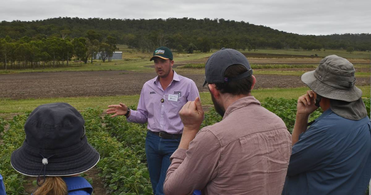 Trials show windrowing mungbeans a viable option for growers