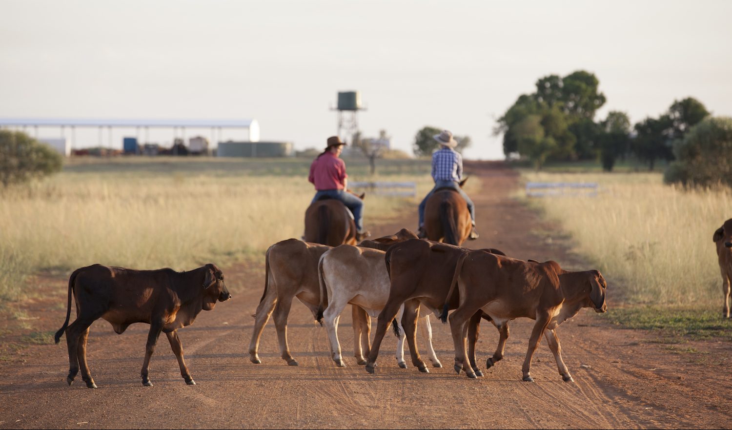 From basic nutrition to billion-dollar bonds, the two worlds of ag sustainability