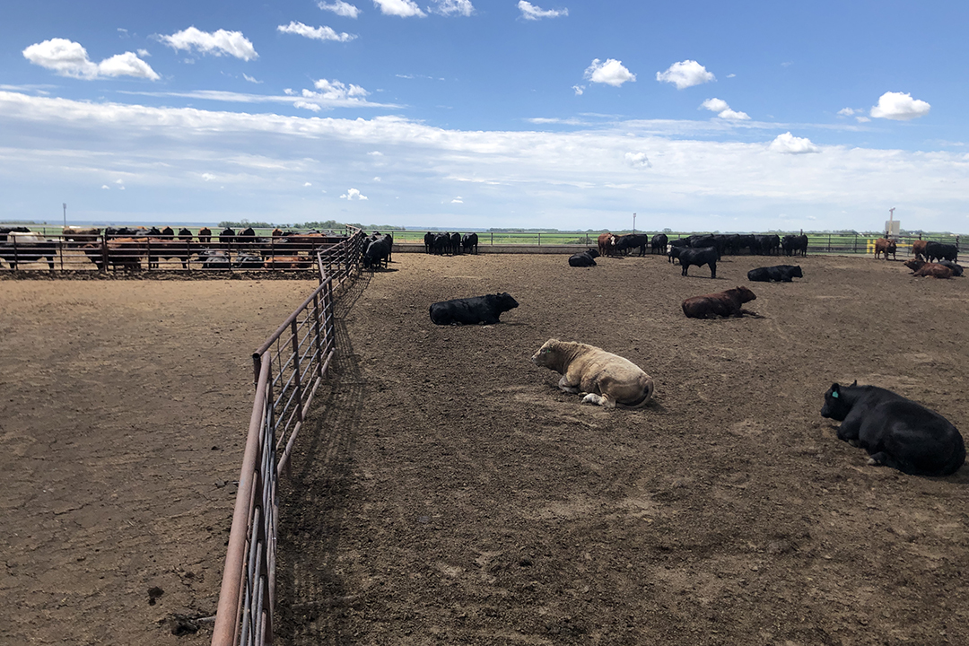 Study aims to answer if less is really more in the feedlot