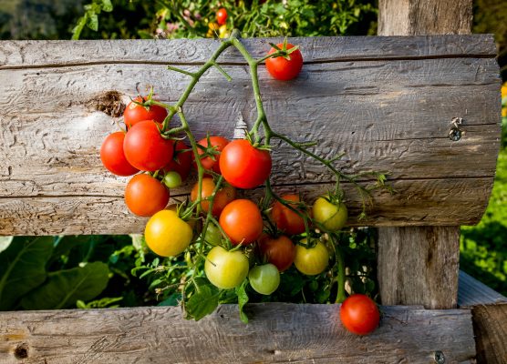 Grow your own tomatoes: What to plant, when to plant them and how to make sure they thrive