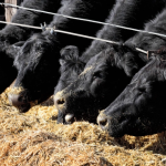 Fertilizer at Half Price! | Beef Magazine