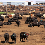 Kempsey sale kicks 90c/kilo for weaners