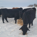 Stay safe during spring calving