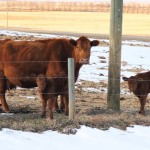 Swath grazing can help use forage, farm ground