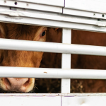 The rich legacy of the Florida beef cattle industry