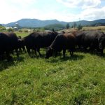 Protect yourself from cattle market swings