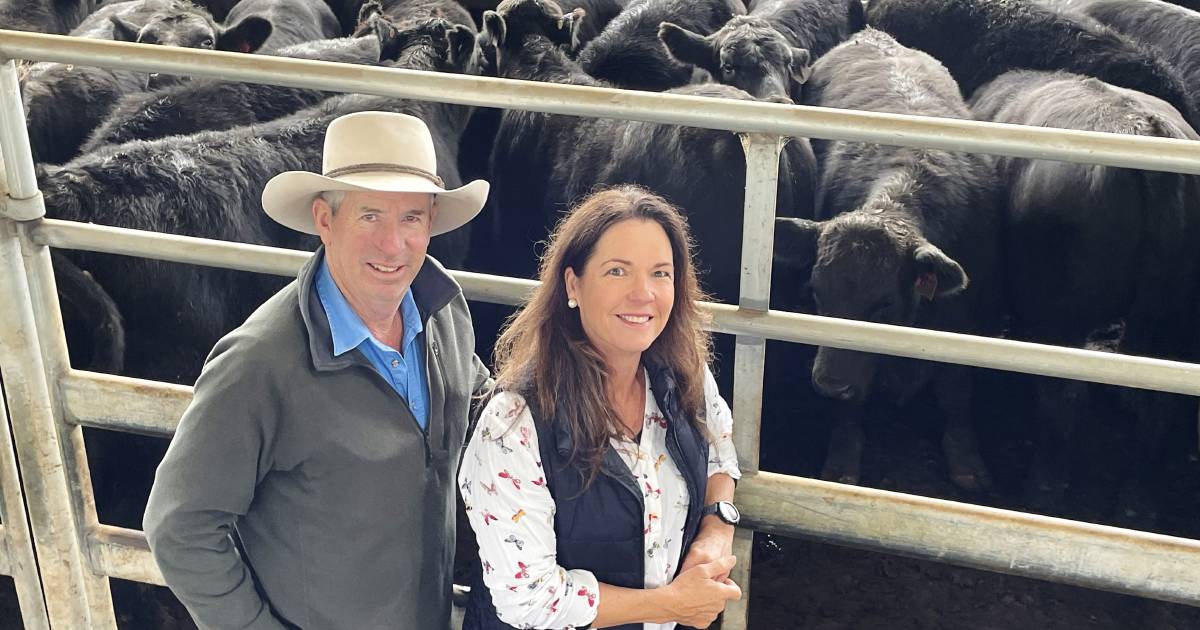 Premium Angus weaner calves at Armidale top the Northern Tablelands selling season so far | The Land