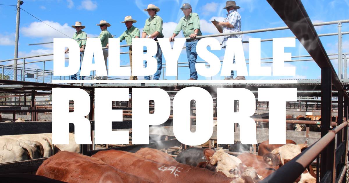 Light yearling steers returning to the paddock make to 506c at Dalby | Queensland Country Life