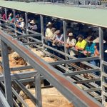 Watch the action from the Sydney Royal Show through our livestreams