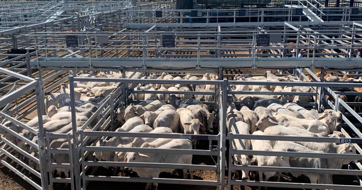 Weaner steers top at 504c at Gracemere